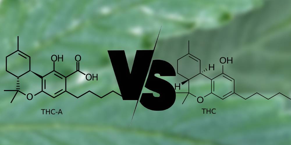 What Is THCA vs THC?