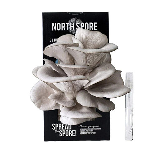 Blue Oyster Mushroom Spray and Grow Kit