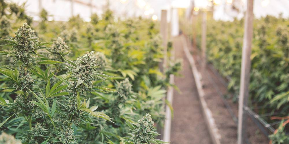 HHC vs Delta-8 vs THCA: What’s the Difference and Who Should Use Each?