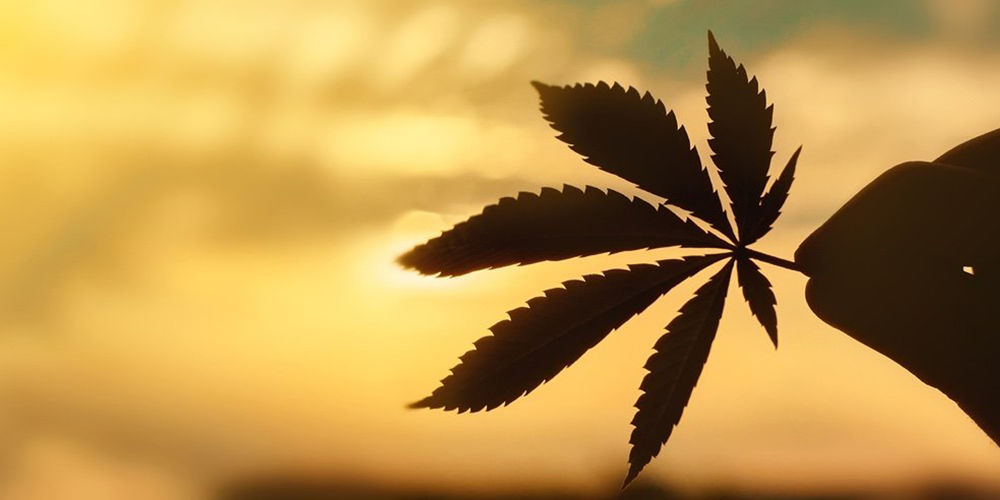 Hemp Cannabis Leaf