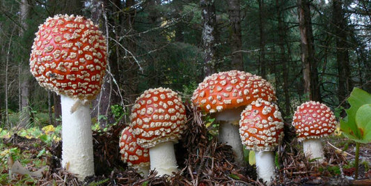 Shroomz Amanita Mushroom Caps and Stems Review