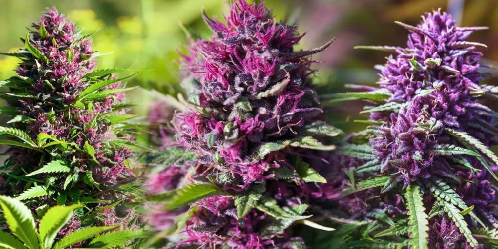 THCA Flower vs Delta-8: Which Feels Stronger and Why?