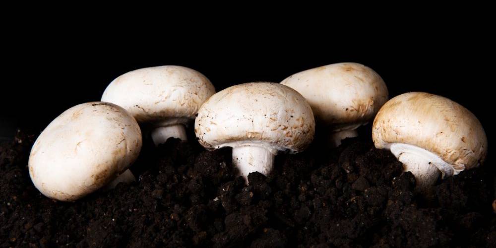 Ultimate Guide to Mushroom Substrates