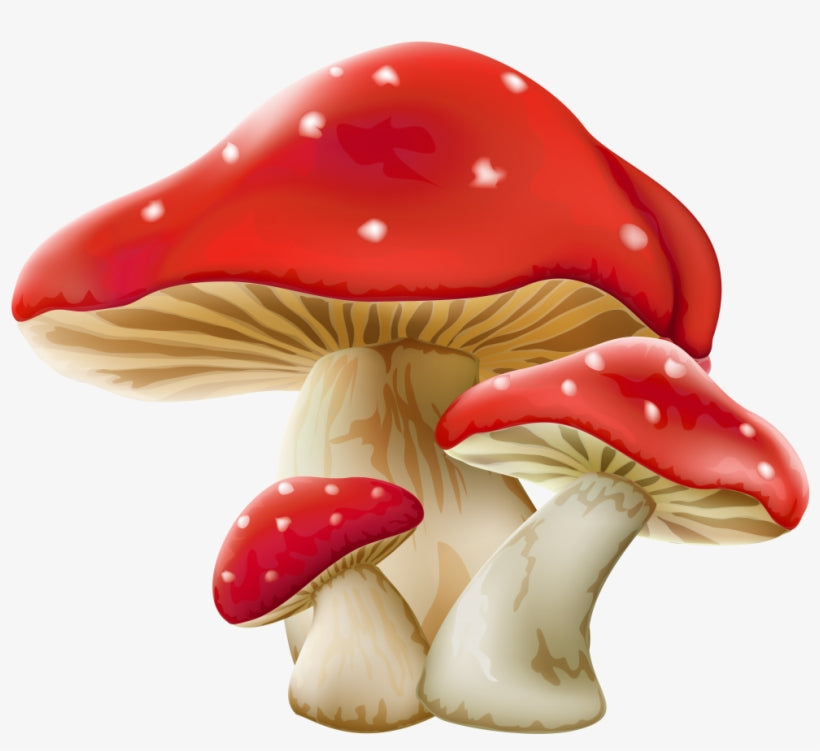 Mushroom Growing Kits