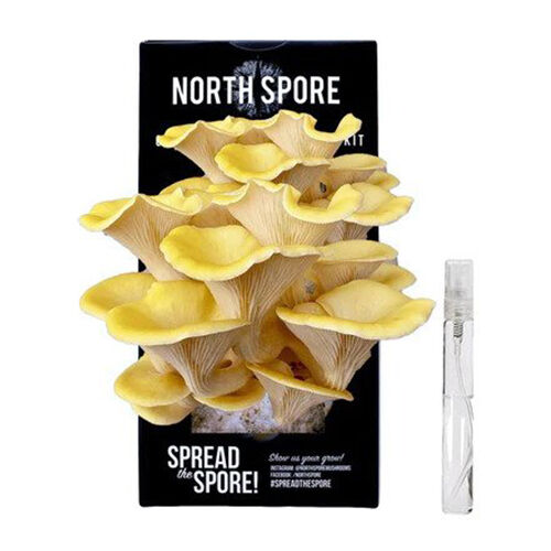 Golden Oyster Mushroom Spray and Grow Kit